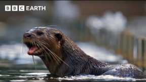 Amazing Otter Moments | BBC Earth