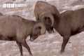 Bighorn Sheep Battle For Mating