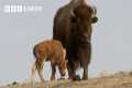 Baby Animals of Yellowstone |