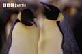Best Penguin Moments | BBC Earth