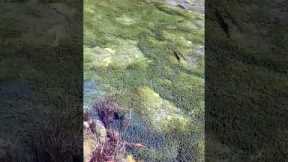 It looks like the fish are floating #shorts
