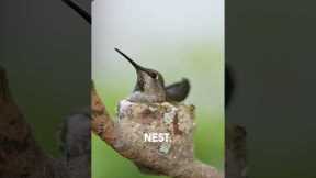My Hummingbird nest eggs just hatched!!