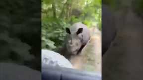Angry Rhino Charges Car Down the Road