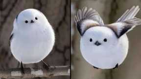 20 Cutest Looking Birds In The World