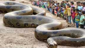 They Found The Largest Snake On The Planet Earth