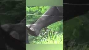 An elephant doesn’t forget #shorts