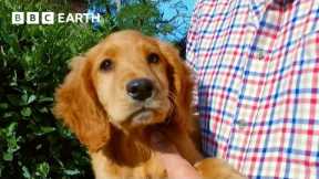 Inquisitive Puppy Learns About Farm Life | Wonderful World of Puppies | BBC Earth