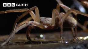 Subterranean Spiders Survive in Total Darkness | South Pacific | BBC Earth