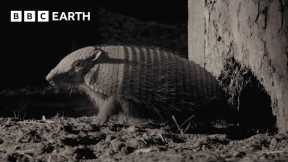 Amazing Armadillo Looks for Love | 4K UHD | Mammals | BBC Earth