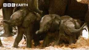 Inexperienced Elephant Babies Attempt Dangerous River Crossing | Animal Babies | BBC Earth