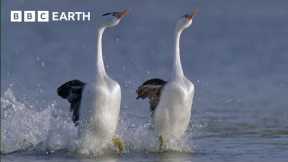 These Birds Can Walk On Water | Earth's Greatest Seasons | BBC Earth