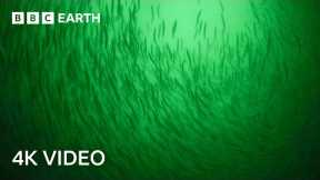 In Search of Herring Shoals | North Atlantic: The Dark Ocean | 4K UHD | BBC Earth