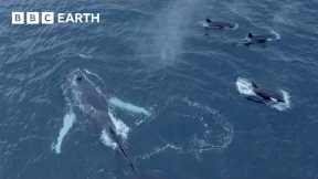 Humpback Whales and Orcas Feed Together | North Atlantic | 4K UHD | BBC Earth