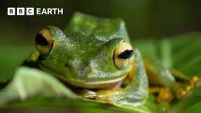 Finding Wallace's Flying Frog | Bill Bailey's Jungle Hero | BBC Earth