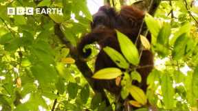Getting a Glimpse of a Bornean Orangutan | Bill Bailey's Jungle Hero | BBC Earth