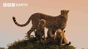 Are We Loving Cheetahs To Death? | 4K UHD | Mammals | BBC Earth