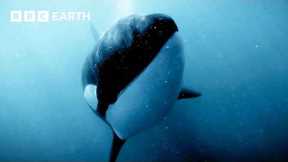 Amazing Orca Moments | BBC Earth