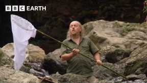 Bug Catching Isn't as Easy as You’d Think | Bill Bailey’s Jungle Hero | BBC Earth
