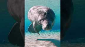 Due to their slow movement, manatees are often referred to as 'sea cows' 🐮 #Manatee #Shorts #Ocean