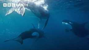 Orca Kidnaps Baby Humpback Whale | 4K UHD | Mammals | BBC Earth