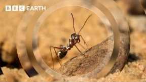 The Fastest Ant on Earth | Earth’s Great Seasons | BBC Earth