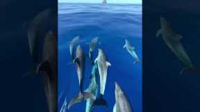 Is there anything more graceful than a leaping group of dolphins? 😍 🐬 #Shorts #Dolphins