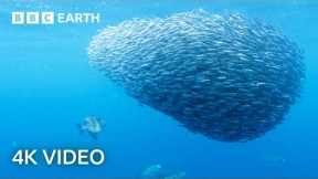 Open Ocean Oasis of Life | North Atlantic: The Dark Ocean | 4K UHD | BBC Earth