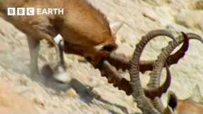 Nubian Ibex Fight for Females | Earth's Great Seasons | BBC Earth