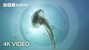 The Secret World of Jellyfish | North Atlantic: The Dark Ocean | 4K UHD | BBC Earth