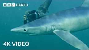 Searching for Open Ocean Sharks | North Atlantic: The Dark Ocean | 4K UHD | BBC Earth