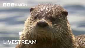 🔴 LIVE: Amazing Otter Moments | BBC Earth