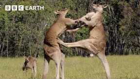 3 Hours of the Greatest Fights in the Animal Kingdom | BBC Earth