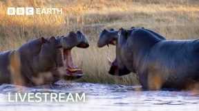 🔴 LIVE: Eight Unmissable Hippo Moments | BBC Earth