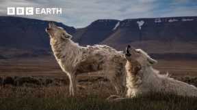 Top 10 Wolf Moments | BBC Earth