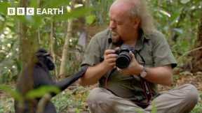 Getting Close to Macaques | Bill Bailey’s Jungle Hero | BBC Earth