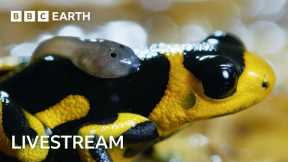 🔴 LIVE: Two Hours of Incredible Nature Scenes | BBC Earth