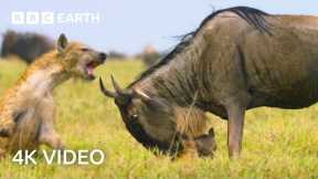 Newborn Wildebeest Immediately Hunted by Predators | A Perfect Planet | 4K UHD | BBC Earth