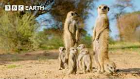 What's it Like to be a Meerkat? | Animals With Cameras | BBC Earth