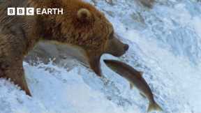 Grizzly Bears Catching Salmon | Earth's Great Seasons | BBC Earth