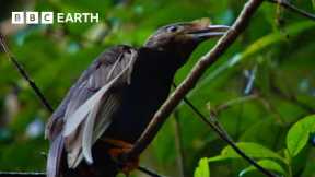 Extraordinarily Rare Birds of Paradise Sighting | Bill Bailey's Jungle Hero | BBC Earth