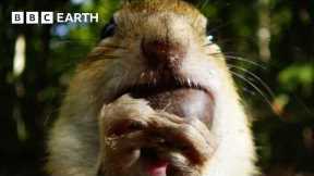 Cheeky Chipmunk Steals Neighbour's Acorn Supply | Earth's Great Seasons | BBC Earth