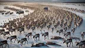 15 Greatest Mammal Migrations in the World