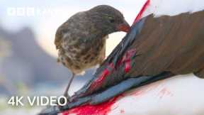 Bloodthirsty Birds turn into Vampires | A Perfect Planet | 4K UHD | BBC Earth