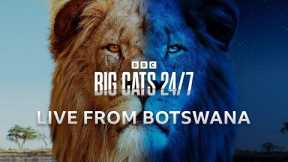 Big Cats 24/7 LIVE from Botswana