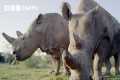 5 Amazing Rhino Conservation Moments