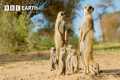 What's it Like to be a Meerkat? |