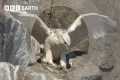 A Baby Falcon's First Flight | Animal 