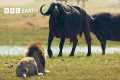 Lion Cubs vs Buffalo Herd: Will they